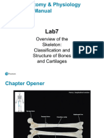 Lab - 07 - Lecture Human Skeleton Notes