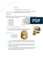 Anatomía de Cabeza