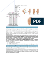 Terminos anatómicos estudio