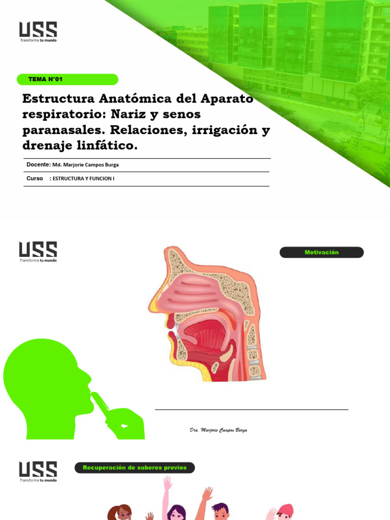 Anatomía de la Nariz y Senos Paranasales | PDF | Nariz humana | Cara