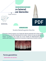 Incisivo Lateral Superior Derecho