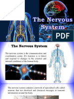 4. Nervous System