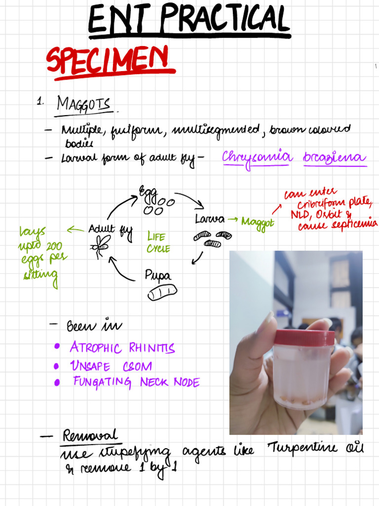 Ent Specimen - Instruments | PDF