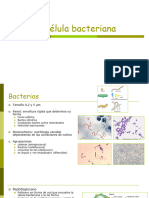 Microbiologia 4 La Célula Bacteriana