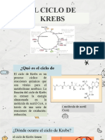 El Ciclo de Krebs