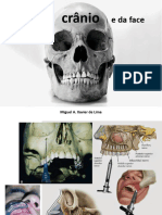 Ossos Do Cranio e Da Face - Topografia Dentoalveolar