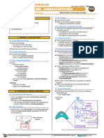 Adrenal Gland Gonadocorticoids Atf