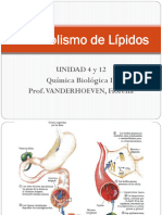 2 Metabolismo de Lípidos