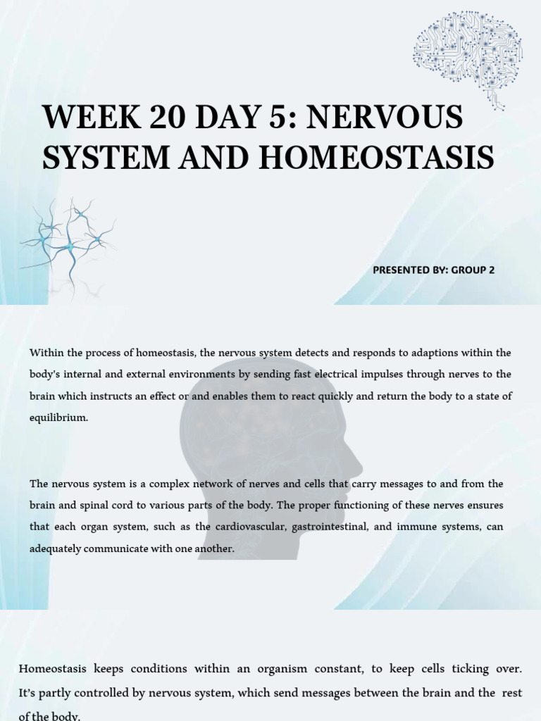Nervous System's Role in Homeostasis | PDF | Nervous System | Central ...
