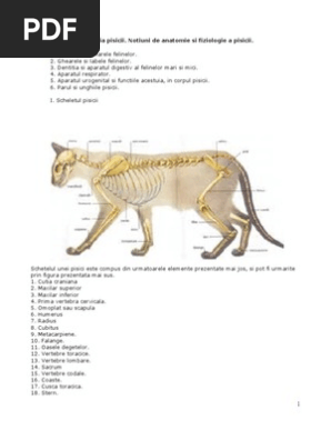 Anatomia Pisicii  PDF