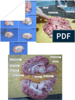 Cerebro de Cerdo