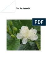 Flor de Guayaba