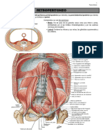 Anatomía - Retroperitoneo