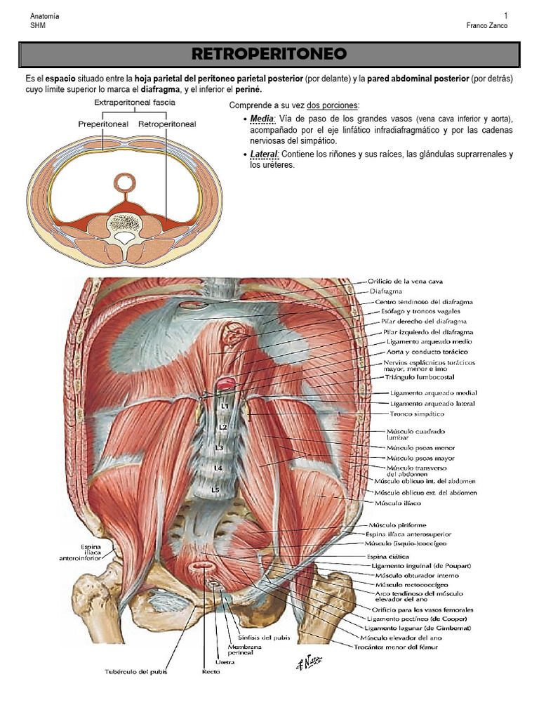 Anatomía del Retroperitoneo | PDF | Abdomen | Anatomía