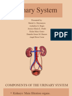 What Is Urinary System