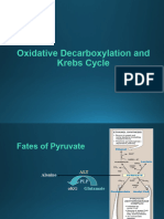 Krebs Cycle-2024