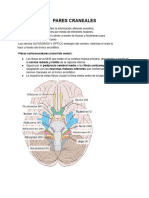 Pares Craneales