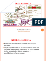 Neuroanatomia