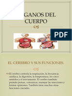 Organos Del Cuerpo