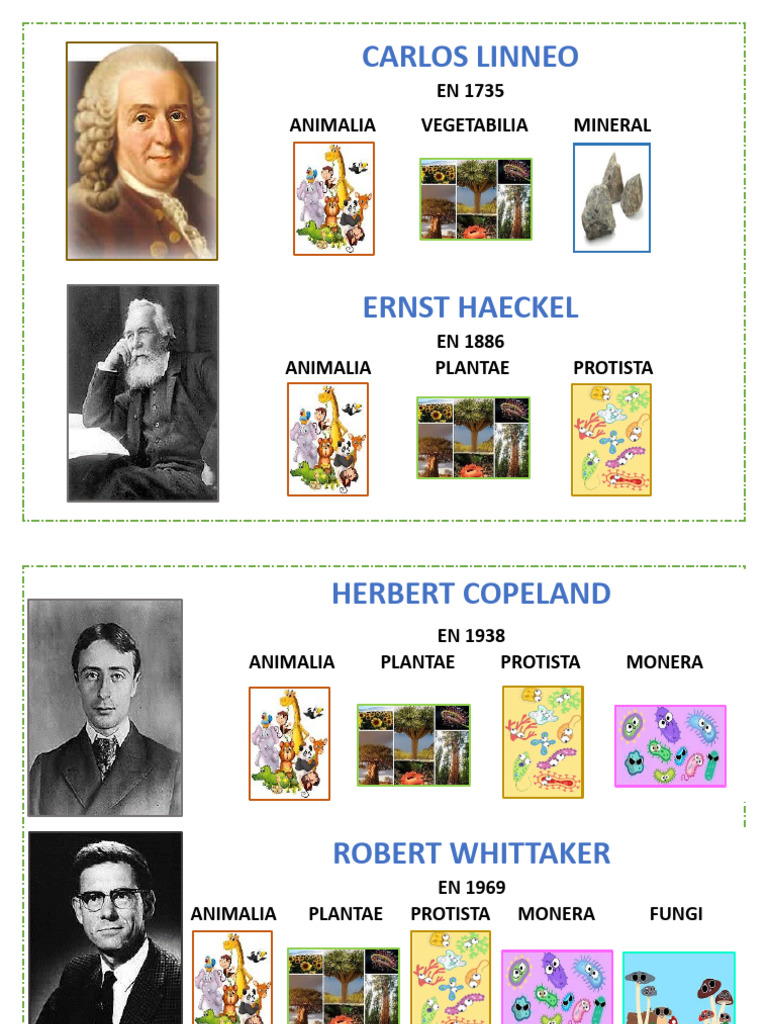 Los 7 Reinos Parte Final | PDF | Plantas | Biología