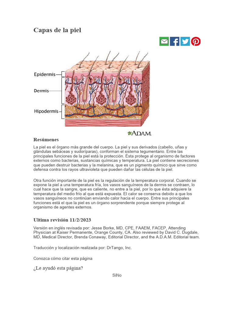 Capas de la piel y sus funciones | PDF | Piel