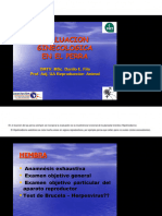 Evaluacion Ginecologica Perra