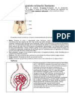Aparato Urinario Humano