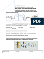 Actividad Metabolismo, Carbohidratos y Lípidos