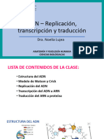 3.ADN 1. Replicacion Transcripcion y Traduccion
