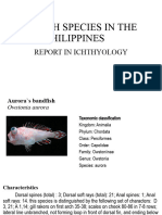 New Fish Species in The Philippines