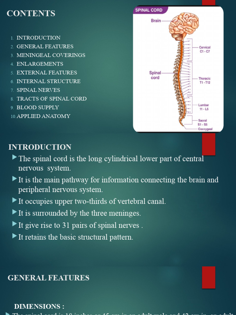 Spinal cord | PDF | Spinal Cord | Vertebral Column