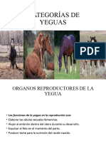 Categorías de Yeguas