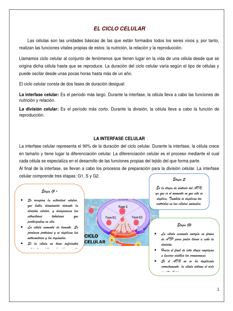 El Ciclo Celular | PDF | Mitosis | Biología Celular)
