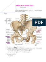 Anatomía de La Pelvis Ósea