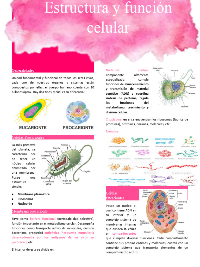 Tipos de Células y sus Funciones | PDF | Biología Celular) | Citoplasma
