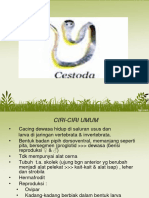 cestoda