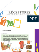 Clase Receptores El Globo Ocular