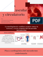 sistema cardiovascular y circulatorio