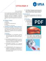 +estructura Del Citoplasma N°02 A