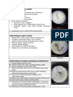 Identifikasi Jentik Aedes