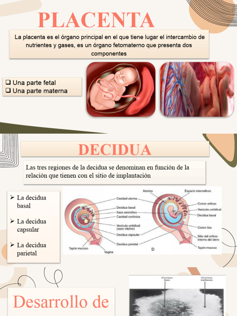 Desarrollo y Funciones de la Placenta | PDF | Placenta | Gemelo