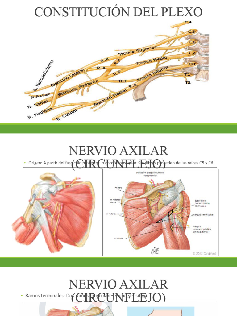 Anatomía del Nervio Axilar y Radial | PDF | Estudios de idiomas ...