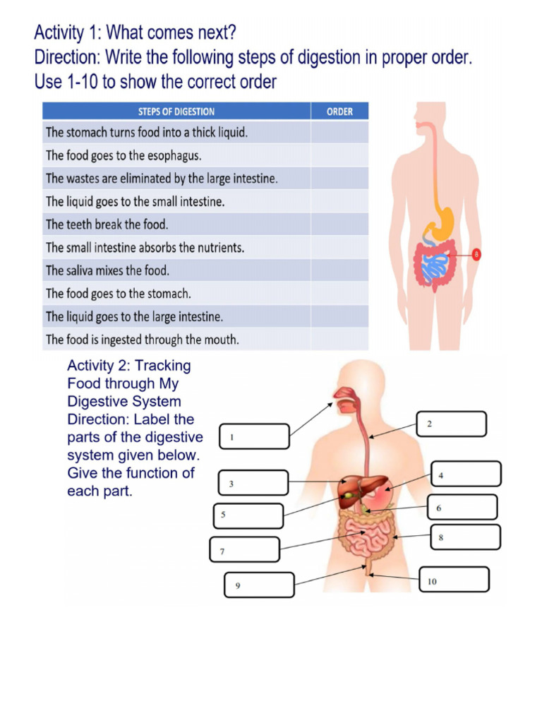Digestive system quiz pdf