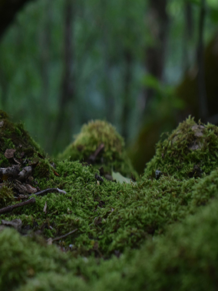 Moss | PDF