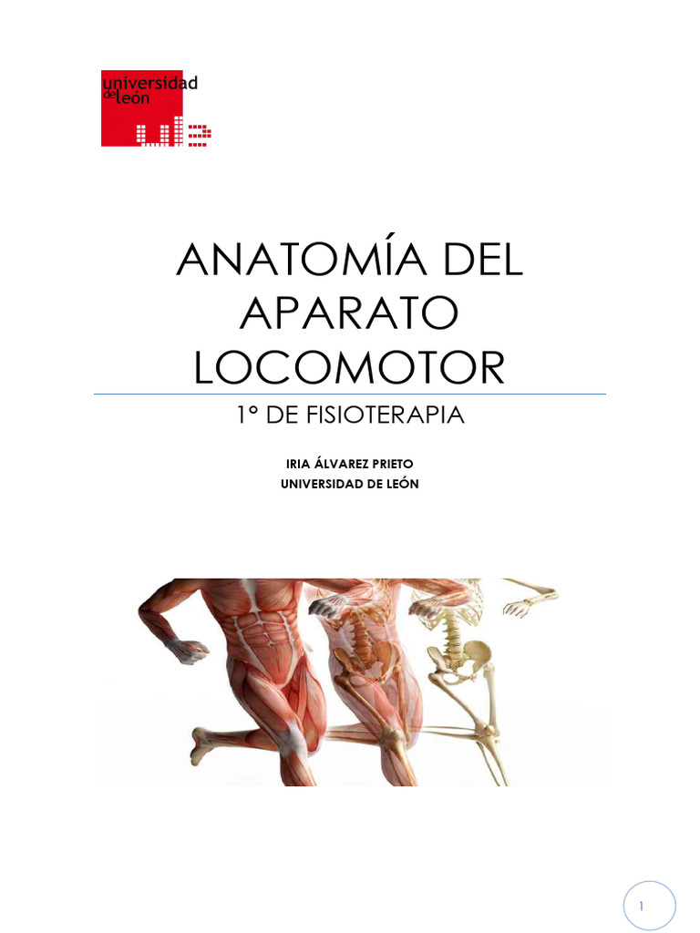 Anatomía Del Aparato Locomotor Pdf Vértebra Articulación