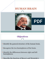 The Human Brain Presentation 7970211