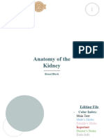 1. Anatomy of the Kidney 