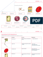 Specialised Cells Worksheet