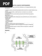 Sinapsis química: Funcionamiento y terminación | PDF | Sinapsis ...