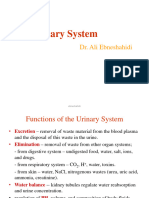 Chap 18 - The Urinary System